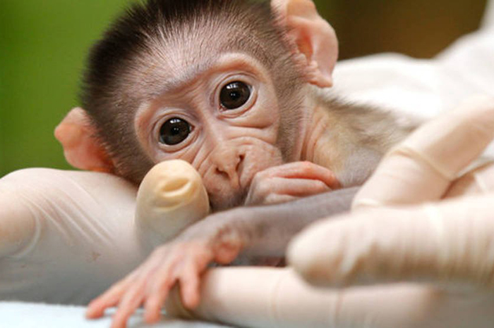 Monos