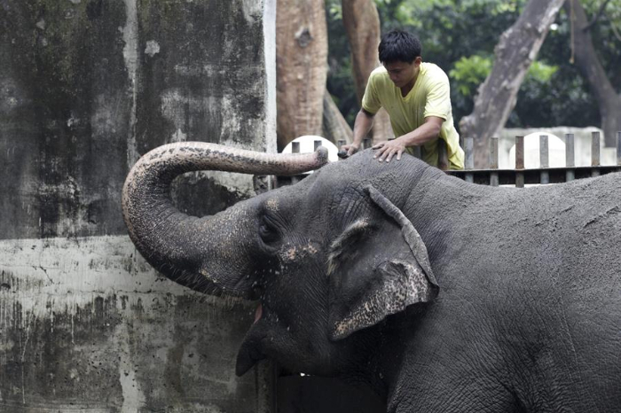 Elefante Mali