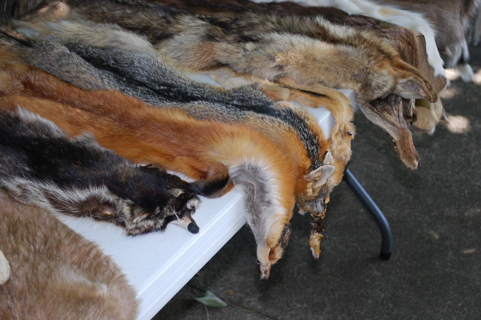 pieles de animales